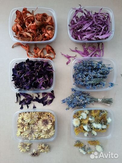 Сухоцветы для творчества