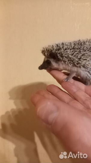 Африканский ежик