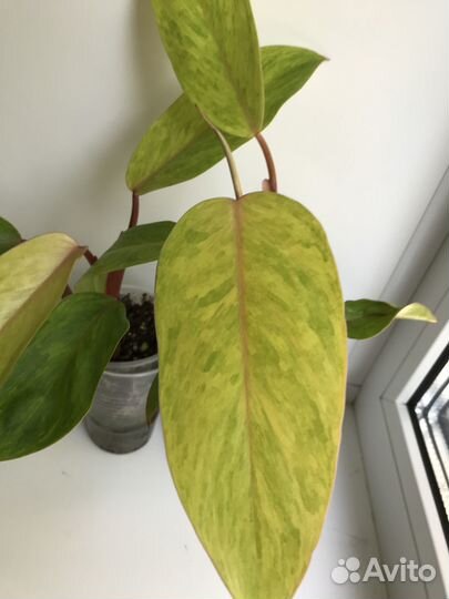 Филодендроны