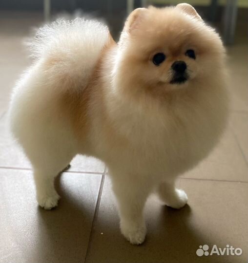 Стрижка собак и кошек