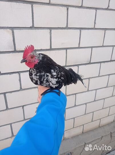 Куры бентамки