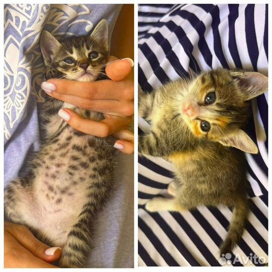 2 очень милых феечки (настоящих крымских котёнка)