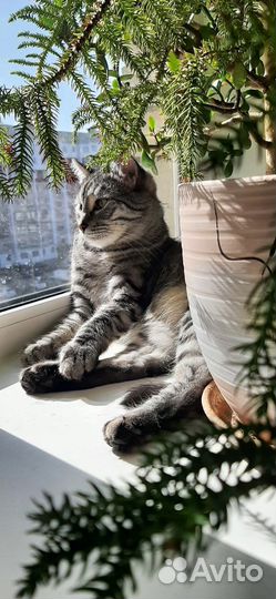 Передержка животных