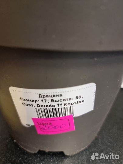 Драцена душистая, комнатные растения