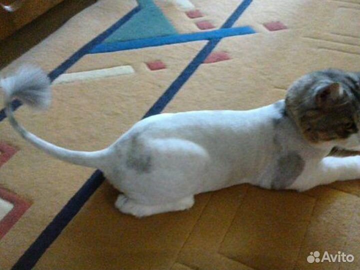 Стрижка кошек с выездом на дом. Гигиеническая