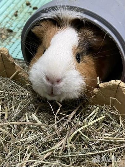 Морская свинка