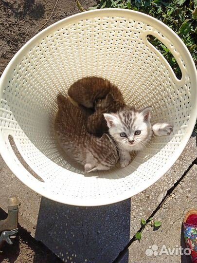 Шотландские котята