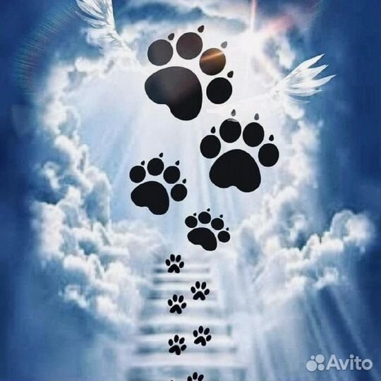 Усыпление кошек и собак (усыпление/эвтаназия)