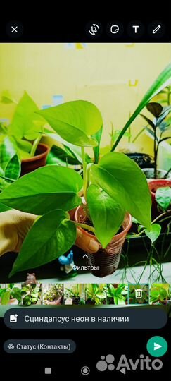 Сортовые комнатные растения