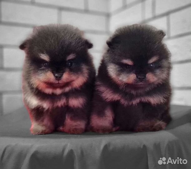 Померанский шпиц медвежьего типа