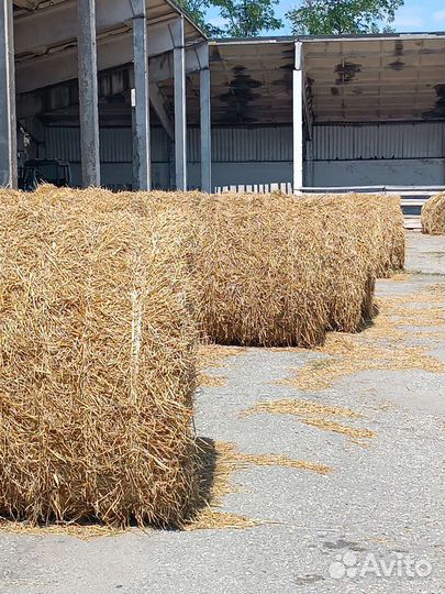 Солома ячменная