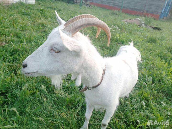 Коза дойная