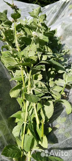 Мята (корни)