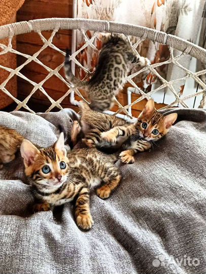 Бенгальские котята