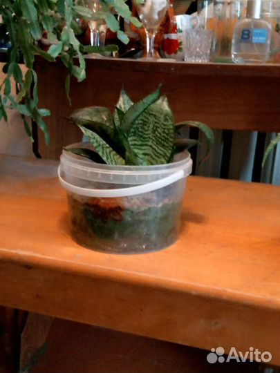 Сансевиерия