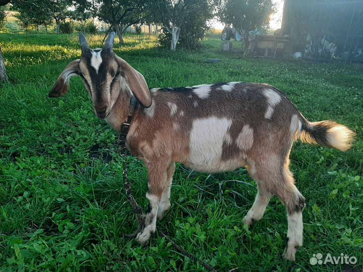 Нубийская козочка