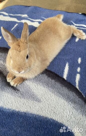 Вязка кролика