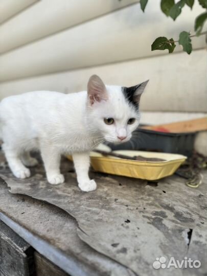 Кошечка в добрые руки