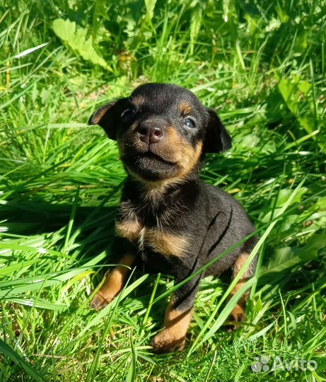 Щенки ягдтерьера