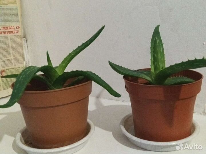 Алоэ вера и Толстянка крассула