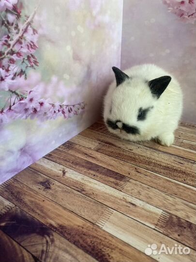 Мини кролики