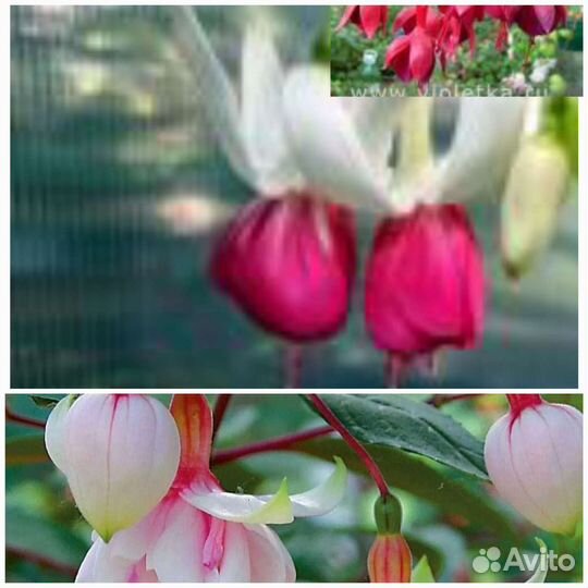 Фуксия несколько сортов