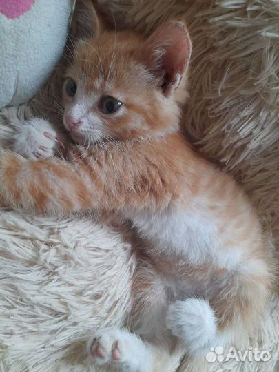 Кошка в дар бесплатно