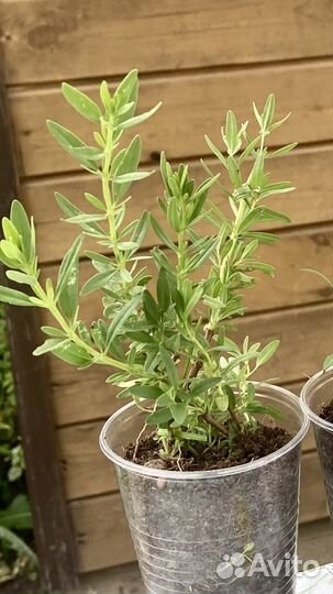 Пряные травы Иссоп