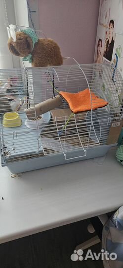 Продам хомяка