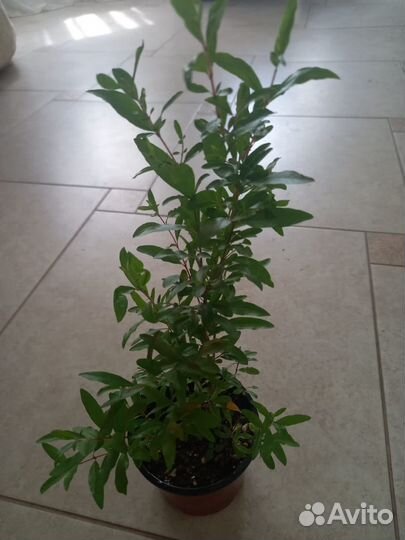 Гранат комнатный,расстения