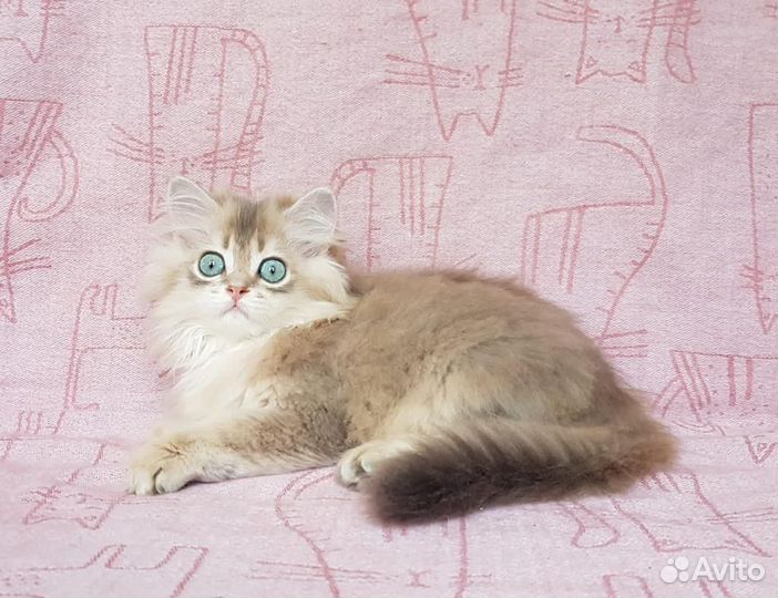 Британская длинношерстная шиншилла