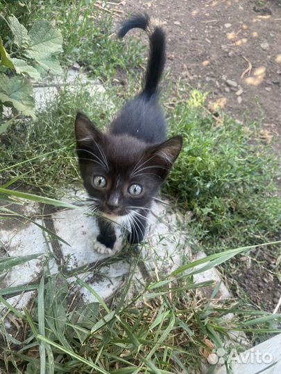 Котята в добрые руки 2 месяца