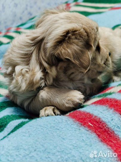 Кудрявое счастье