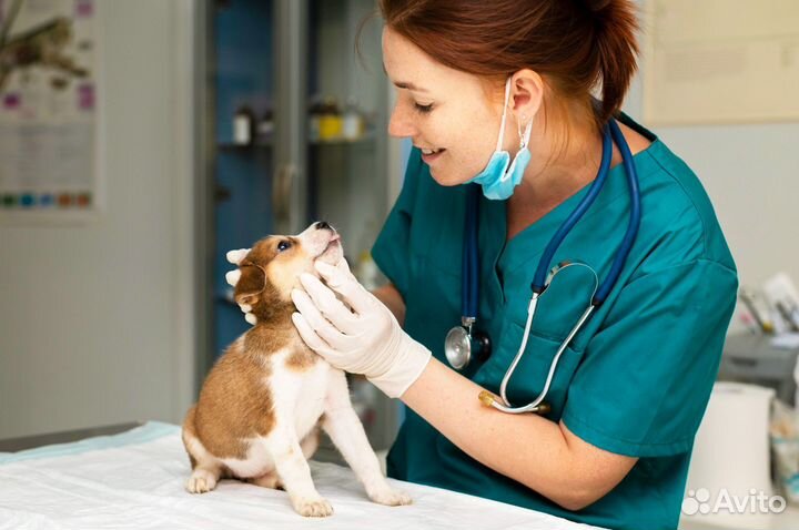 Ветеринарный врач с выездом на дом. Круглосуточно
