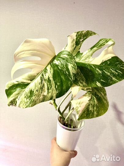 Монстера Альба Адансони Фридрихшталя