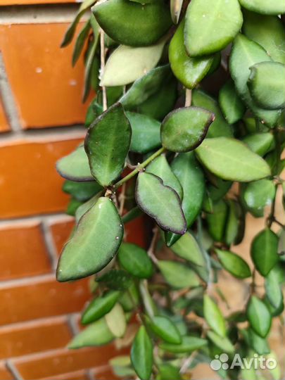 Хойя тсанги