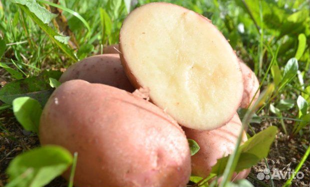Наборы семенного картофеля