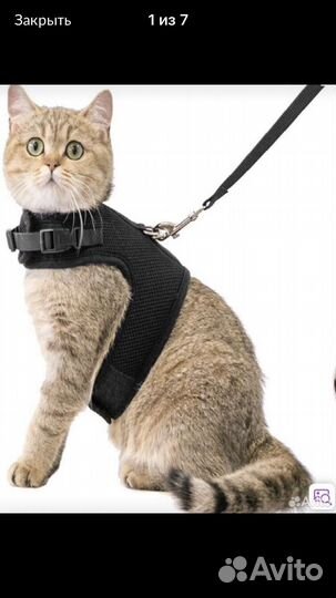 Шлейка для кошки или мелкой собаки