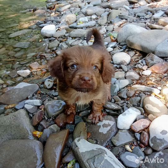 Щенок миниатюрной собачки