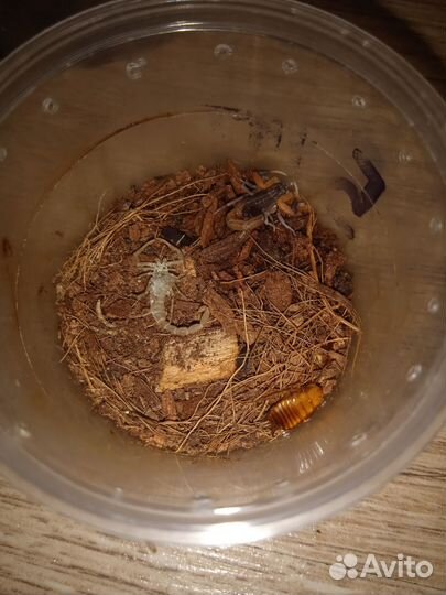 Скорпион линька