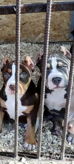 Американский булли покет/стандарт/XL