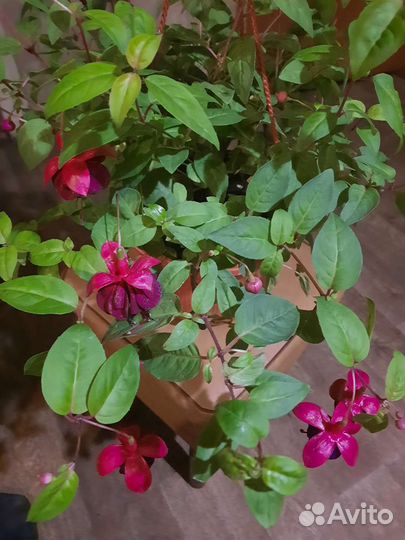 Цветущая фуксия в 3л кашпо с подвесом