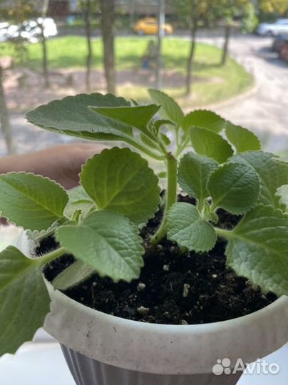 Мята домашняя