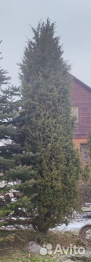 Продаю тую 6 м самовывоз