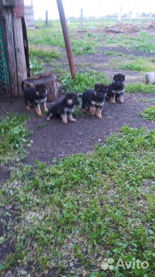 Немецкая овчарка