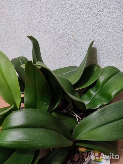 Цветы домашние в горшках