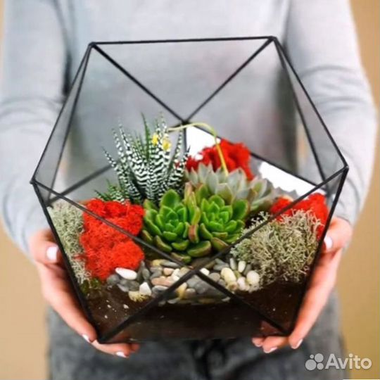 Суккулент икосаэдр