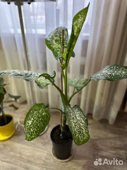 Диффенбахия