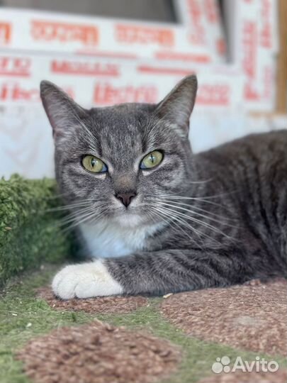 Кошка Ваниль из приюта Некрасовка