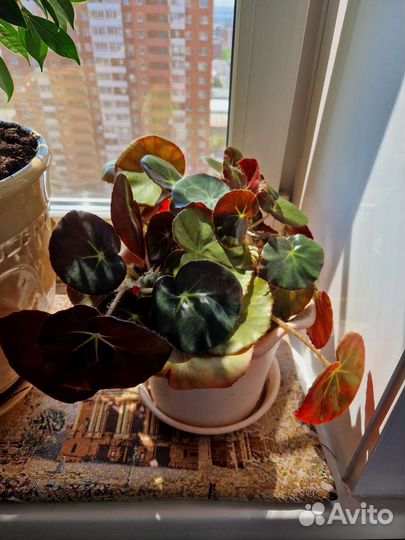 Бегония лотосовидная